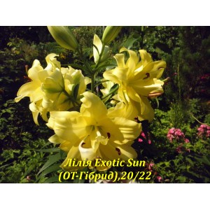 Exotic Sun,розмір20/22(ОТ-Гібрид)