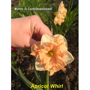 Apricot Whirl,спліт-корона,нарцис